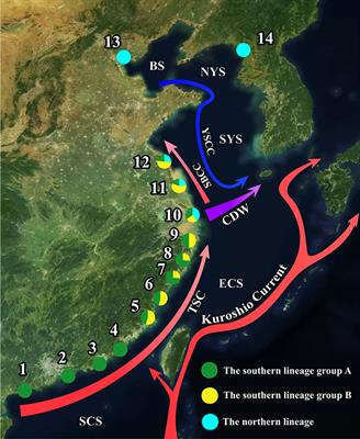 Currents shaped the genetic structure of Tridentiger barbatus (Günther 1861) along the Chinese coast